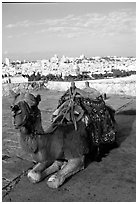 Camel with town skyline in the background. Jerusalem, Israel ( black and white)