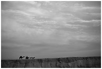 Men riding donkeys leading a camel at sunset, Judean Desert. West Bank, Occupied Territories (Israel) ( black and white)