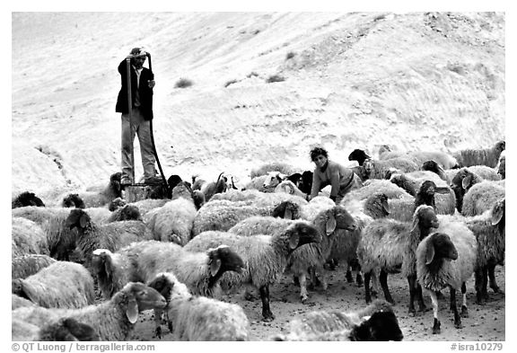 Man and girl feeding water to a hard of sheep, Judean Desert. West Bank, Occupied Territories (Israel) (black and white)