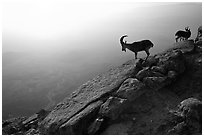 Mountain ibex on the rim of Maktesh Ramon Crater, sunrise. Negev Desert, Israel ( black and white)