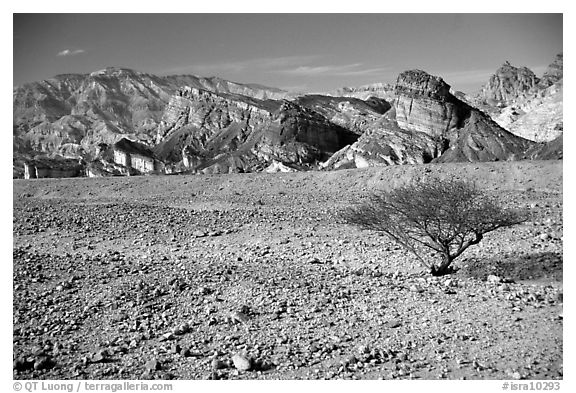 Bush and colorful cliffs. Negev Desert, Israel (black and white)