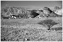 Bush and colorful cliffs. Negev Desert, Israel ( black and white)