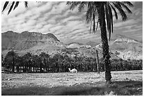 Camel and Oasis. Israel ( black and white)
