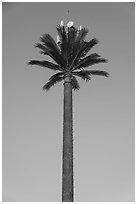 Cell tower shaped as palm tree. United Arab Emirates ( black and white)