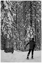 Hiker on snowshoes entering Tuolumne Grove in winter. Yosemite National Park, California (black and white)