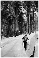 Backcountry skier at the base of Giant Sequoia trees, Mariposa Grove. Yosemite National Park, California (black and white)