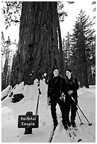 Skiers in front of the tree named Faithful couple tree in winter. Yosemite National Park, California (black and white)
