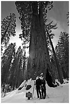 Skiers at the base of tree named Faithful couple tree in winter. Yosemite National Park, California (black and white)