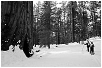 Skiing past a giant Sequoia Tree in winter, Mariposa Grove. Yosemite National Park, California (black and white)