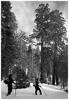 Skiers pause near the characteristic Clothespin tree, Mariposa Grove. Yosemite National Park, California (black and white)