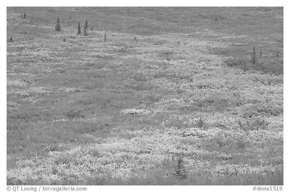 Tundra in fall colors near Savage River. Denali National Park (black and white)