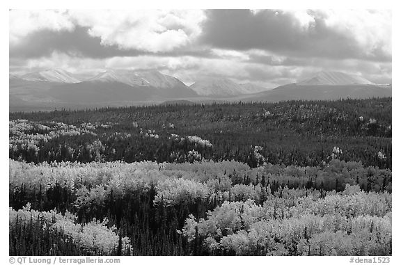 Aspen trees in fall foliage and Panorama Mountains, Riley Creek. Denali National Park (black and white)