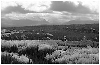 Aspen trees in fall foliage and Panorama Mountains, Riley Creek. Denali National Park ( black and white)