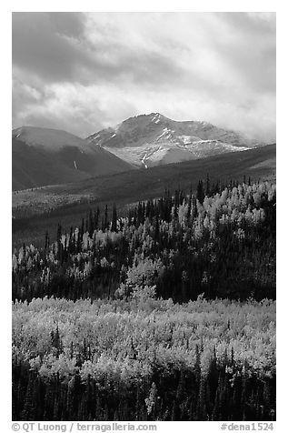 Aspens in yellow  fall colors and Panorama Range, Riley Creek drainage. Denali National Park (black and white)