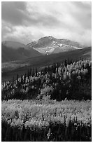 Aspens in yellow  fall colors and Panorama Range, Riley Creek drainage. Denali National Park ( black and white)