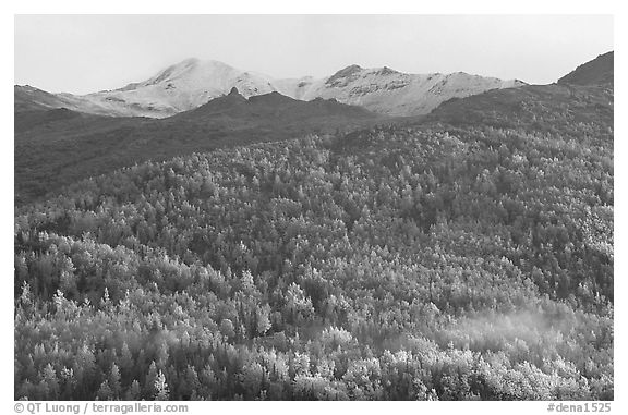 Hillside with aspens in fall colors. Denali National Park (black and white)