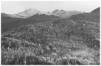 Hillside with aspens in fall colors. Denali National Park, Alaska, USA. (black and white)