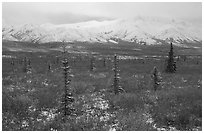 Spruce trees, tundra, and peaks with fresh snow. Denali National Park ( black and white)