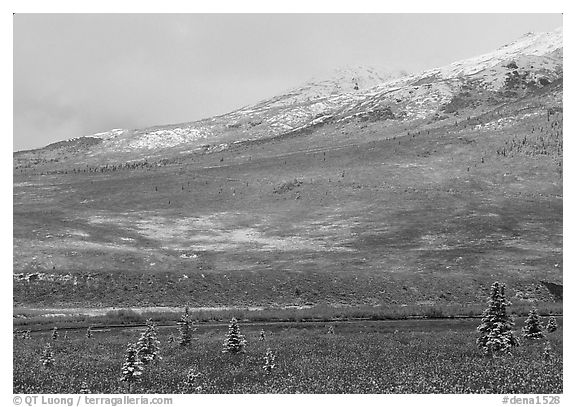 Dusting of snow and tundra fall colors  near Savage River. Denali National Park (black and white)