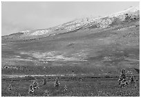 Dusting of snow and tundra fall colors  near Savage River. Denali National Park ( black and white)
