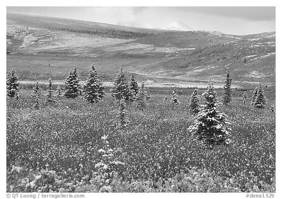 Dusting of snow on the tundra and spruce trees near Savage River. Denali National Park (black and white)
