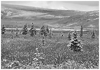 Dusting of snow on the tundra and spruce trees near Savage River. Denali National Park, Alaska, USA. (black and white)