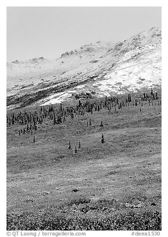 Dusting of fresh snow and autumn colors on tundra near Savage River. Denali National Park (black and white)