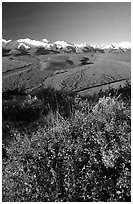 Berry plants, braided rivers, Alaska Range in early morning from Polychrome Pass. Denali National Park, Alaska, USA. (black and white)