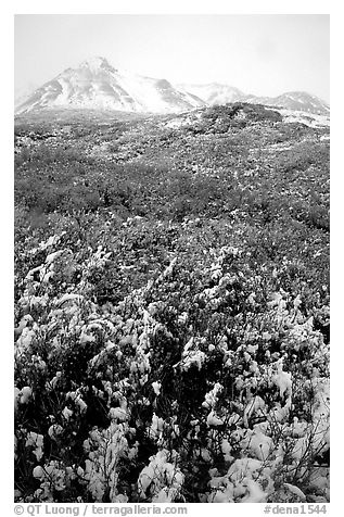 Fresh snow and Polychrome Mountains. Denali National Park (black and white)