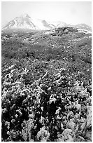 Fresh snow and Polychrome Mountains. Denali National Park ( black and white)