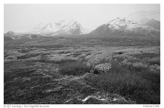 Tundra in autumn color and Polychrome Mountains in fog. Denali National Park (black and white)
