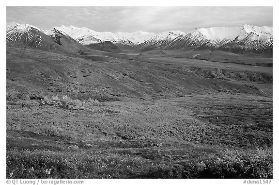 Tundra and Alaska Range near Eielson. Denali National Park (black and white)