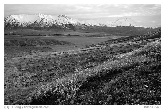 Tundra, Alaska Range, and Denali near Eielson. Denali National Park (black and white)