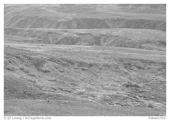 Tundra in fall colors and river cuts near Eielson. Denali National Park (black and white)