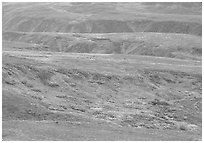 Tundra in fall colors and river cuts near Eielson. Denali National Park, Alaska, USA. (black and white)
