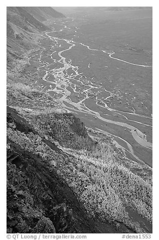 Aspen trees and braids of the Mc Kinley River near Eielson. Denali National Park (black and white)