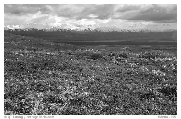Tundra and Alaska Range near Wonder Lake. Denali National Park (black and white)