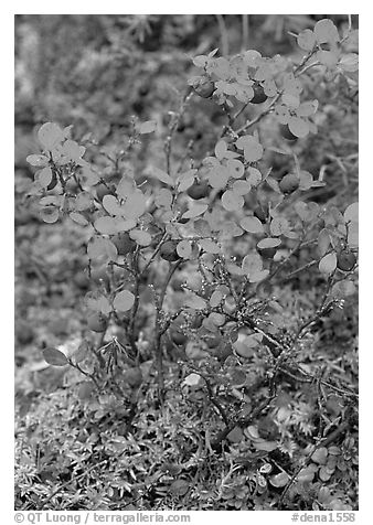 Blueberries in the fall. Denali National Park (black and white)