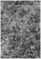 Blueberries in the fall. Denali National Park ( black and white)