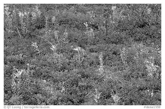 Dwarf tundra plants in autumn. Denali National Park (black and white)