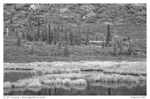 Pond, spruce trees and tundra near Wonder Lake. Denali National Park (black and white)