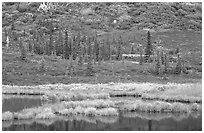 Pond, spruce trees and tundra near Wonder Lake. Denali National Park, Alaska, USA. (black and white)