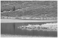 Tundra and Wonder Lake. Denali National Park ( black and white)