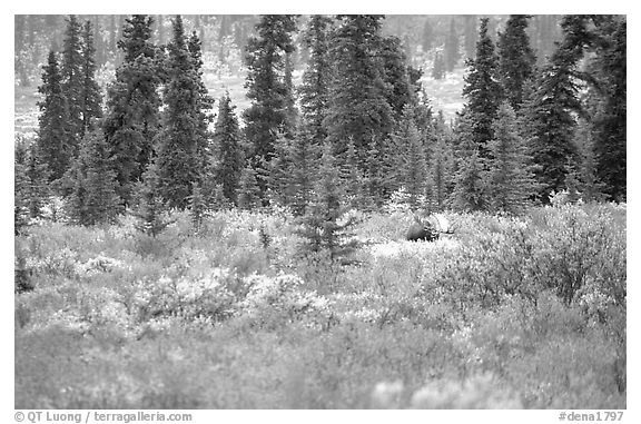 Bull Moose in boreal forest. Denali National Park (black and white)