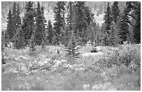 Bull Moose in boreal forest. Denali National Park ( black and white)