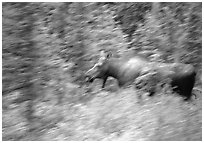 Cow Moose with motion blur. Denali National Park, Alaska, USA. (black and white)