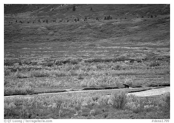 Grizzly bear on distant river bar in tundra. Denali National Park (black and white)