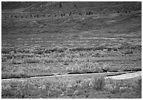 Grizzly bear on distant river bar in tundra. Denali National Park, Alaska, USA. (black and white)