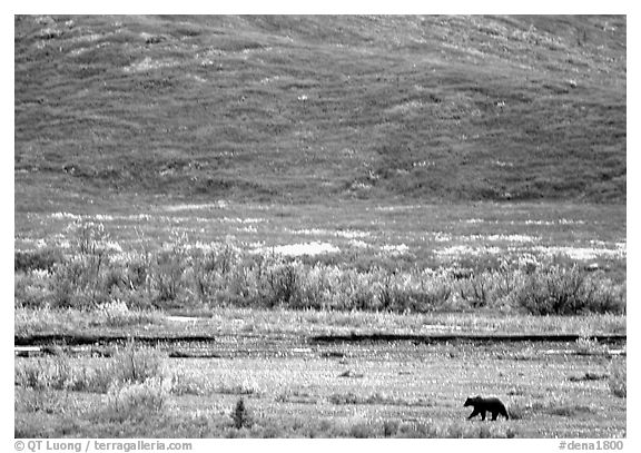 Grizzly bear on river bar. Denali National Park (black and white)
