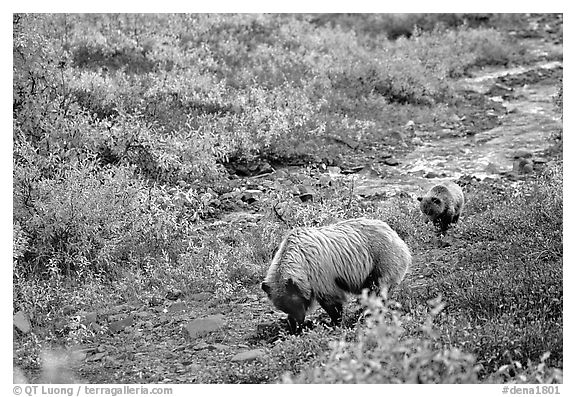Grizzly bear and cub digging for food. Denali National Park (black and white)